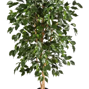 Ficus cinese artificiale - Ioannis | 210 cm