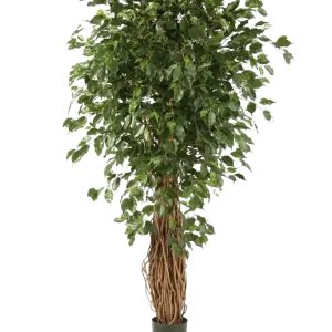 Ficus Liana artificiale - Josefine | 210 cm