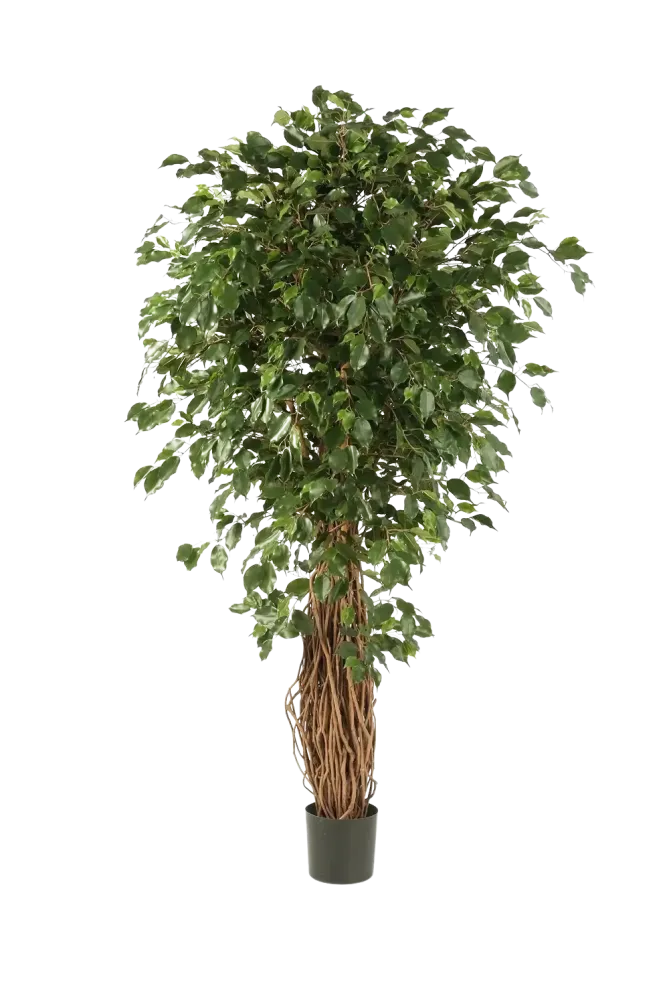 Ficus Liana artificiale - Josefine | 210 cm