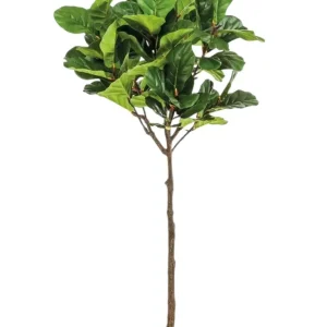 Ficus Lyrata 195cm
