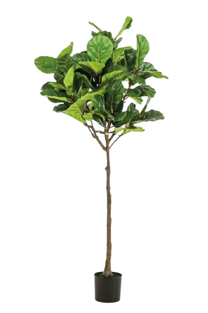 Ficus Lyrata 195cm