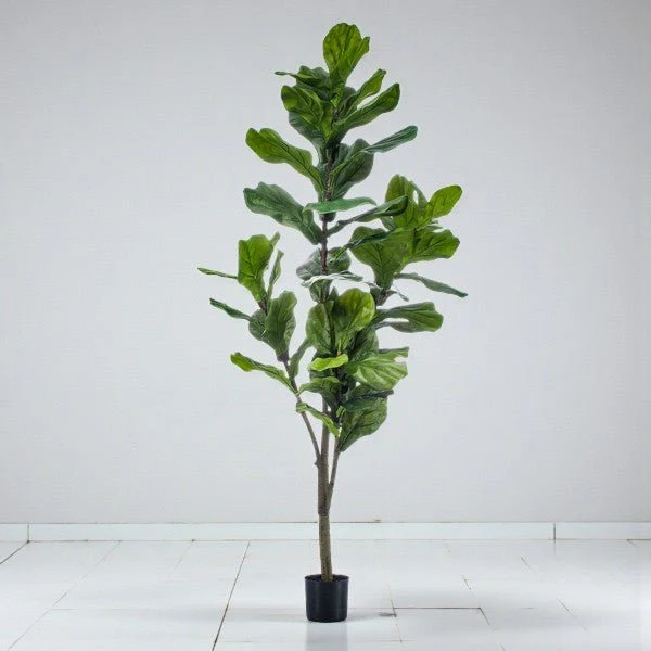 Ficus Lyrata artificiale h150cm