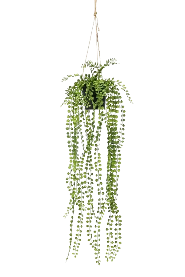 Ficus rampicante artificiale - Kaja | 60 cm