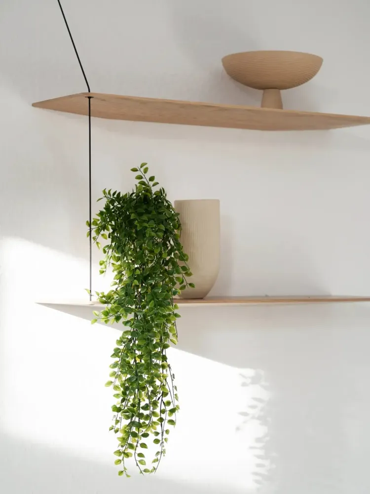 Ficus rampicante artificiale sospeso - Keno | 80 cm