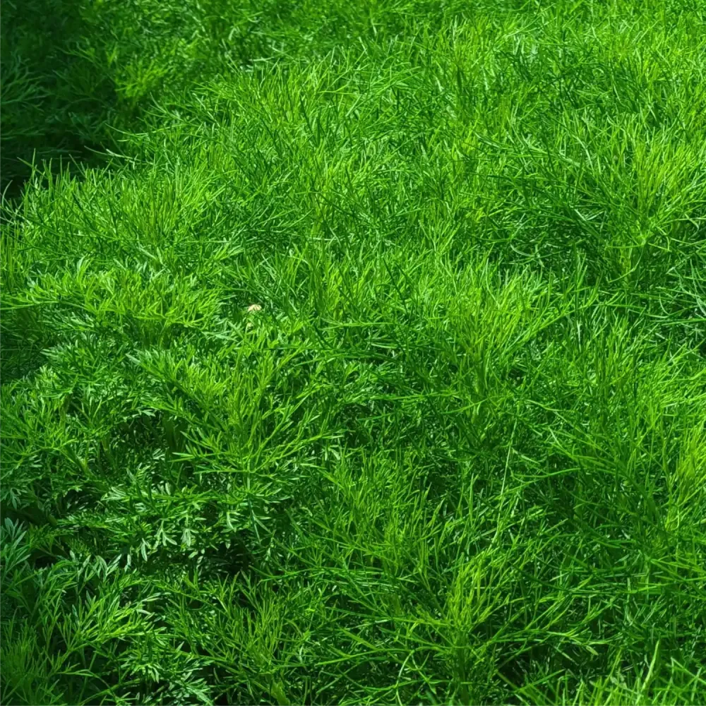Finocchio selvatico – Finocchietto selvatico (Foeniculum vulgare) pianta aromatica