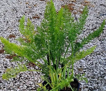 Finocchio selvatico – Finocchietto selvatico (Foeniculum vulgare) pianta aromatica