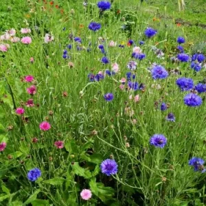 Fiordaliso pianta (Cyanus segetum) – Fiore blu rustico da giardino