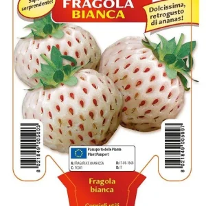 Fragola bianca n. 5 - 1 pianta v.10 - Orto Mio