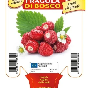 Fragola di Bosco Regina delle Valli - 1 pianta v.10 cm - Orto Mio