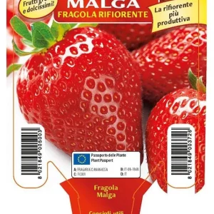 Fragola Rifiorente Malga - 1 pianta v. 10 cm - Orto Mio