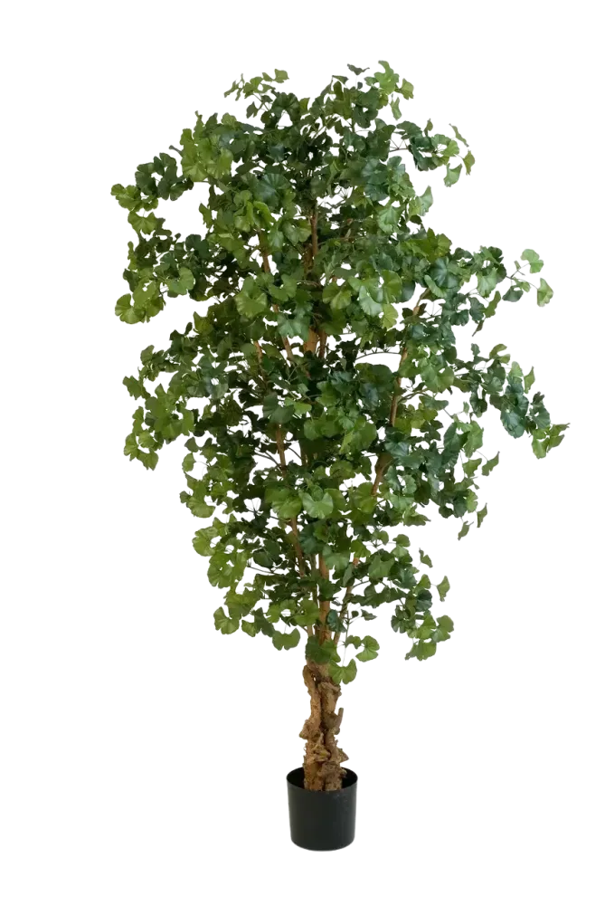 Gingko artificiale - Tamino | 210 cm