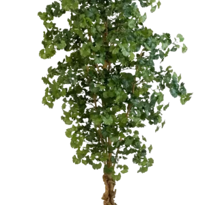 Gingko artificiale - Tamino | 210 cm