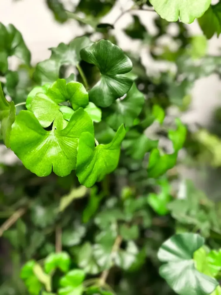 Gingko artificiale - Titus | 145 cm ignifugo