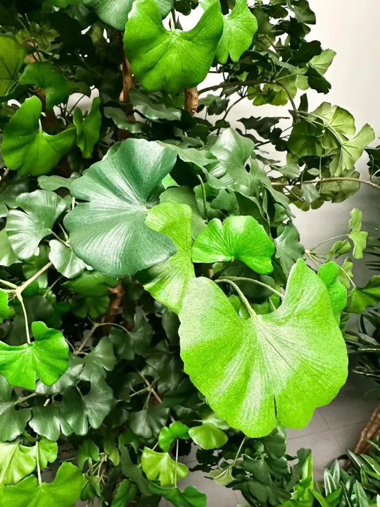 Gingko artificiale - Titus | 145 cm ignifugo