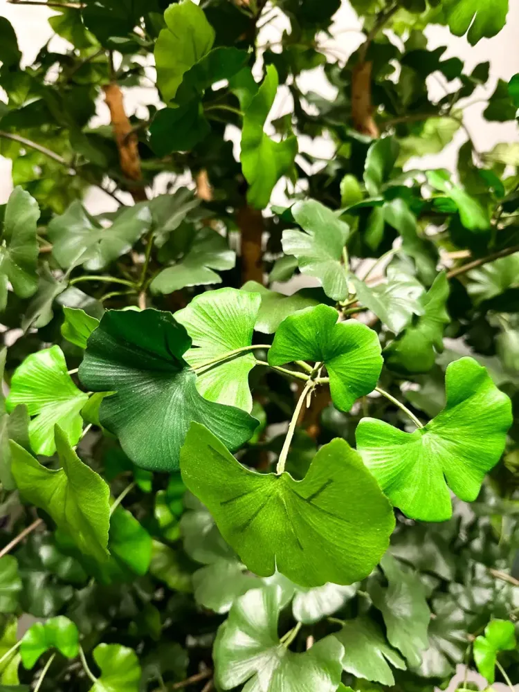 Gingko artificiale - Titus | 145 cm ignifugo