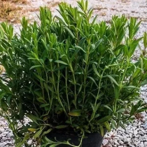 Issopo (Hyssopus officinalis) – Pianta aromatica e officinale dal profumo intenso