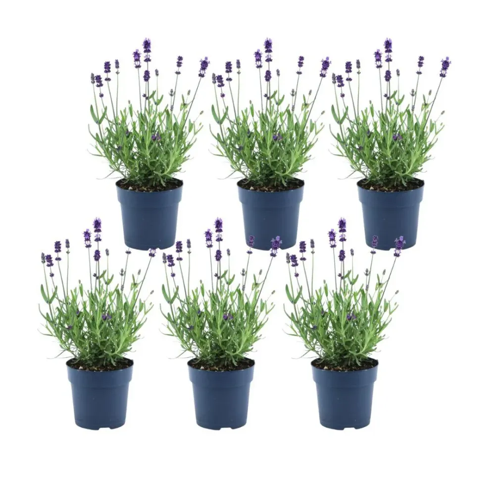 Lavanda angustifolia Felice® set da 6 - 12 cm - Pianta da fiore da esterno