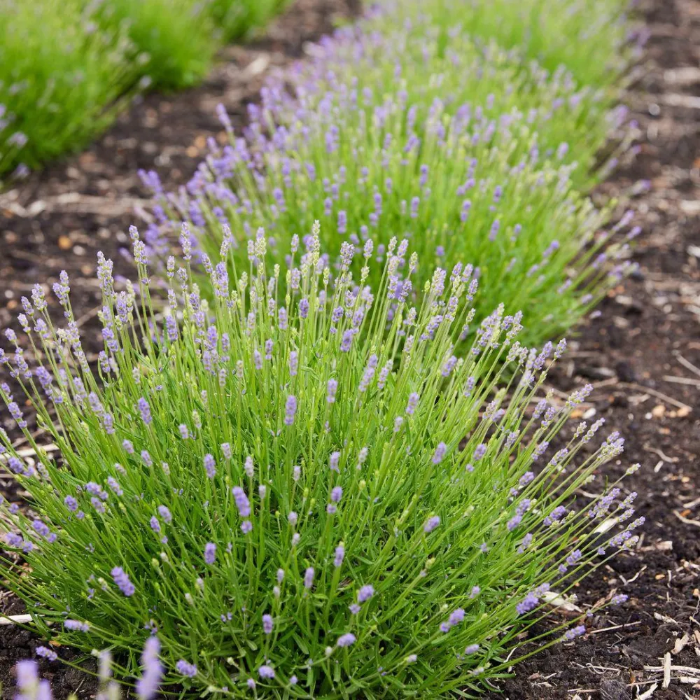 Lavanda angustifolia Felice® set da 6 - 12 cm - Pianta da fiore da esterno