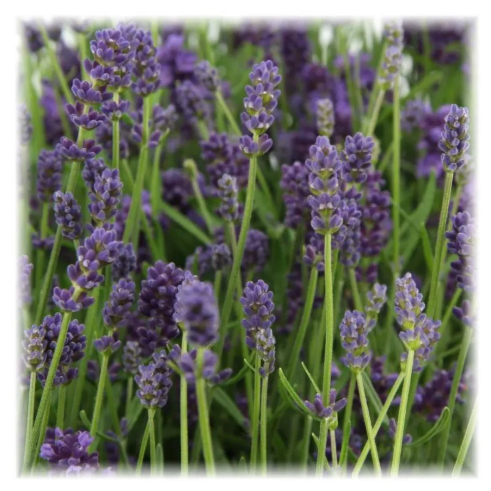 Lavanda angustifolia Felice® set da 6 - 12 cm - Pianta da fiore da esterno