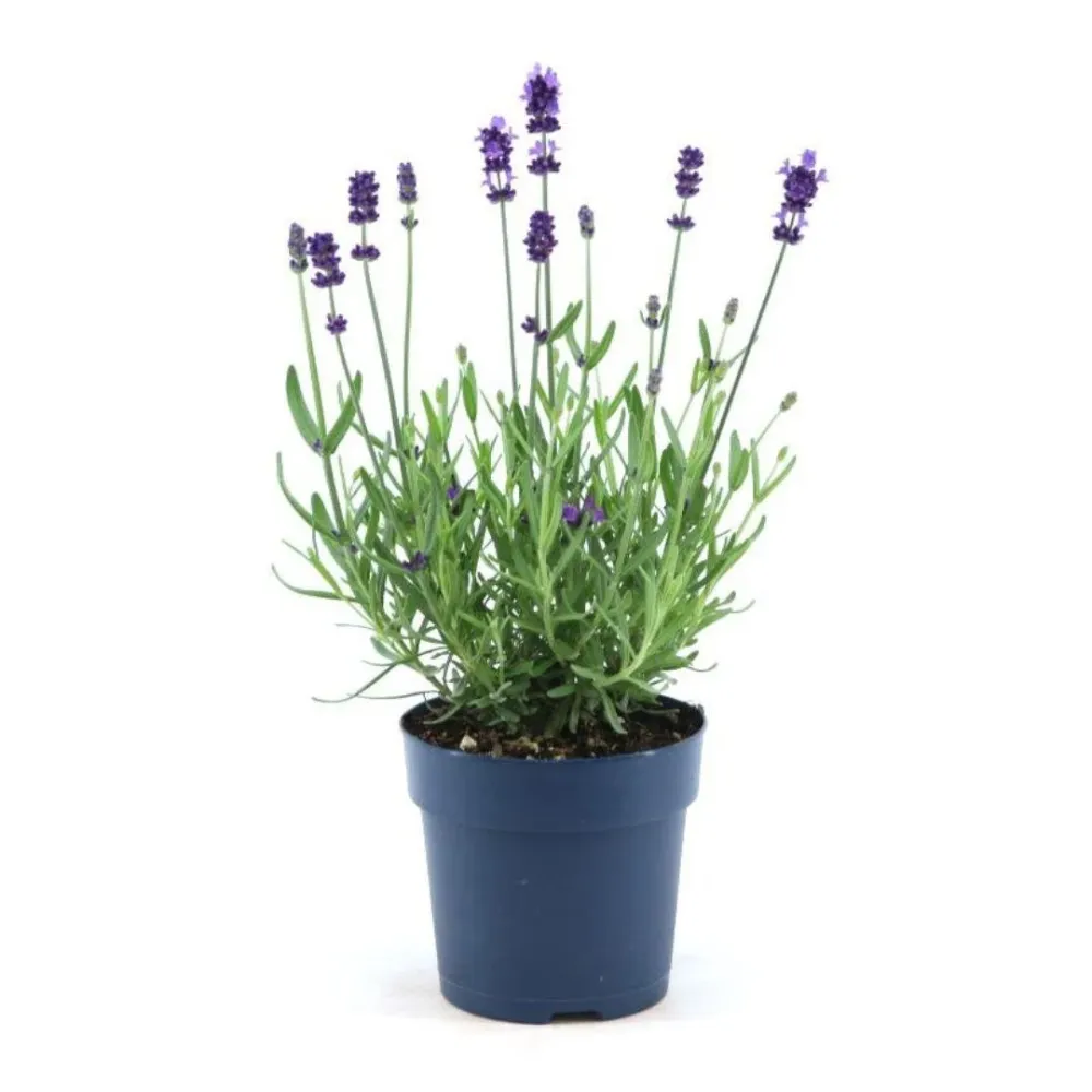 Lavanda angustifolia Felice® set da 6 - 12 cm - Pianta da fiore da esterno