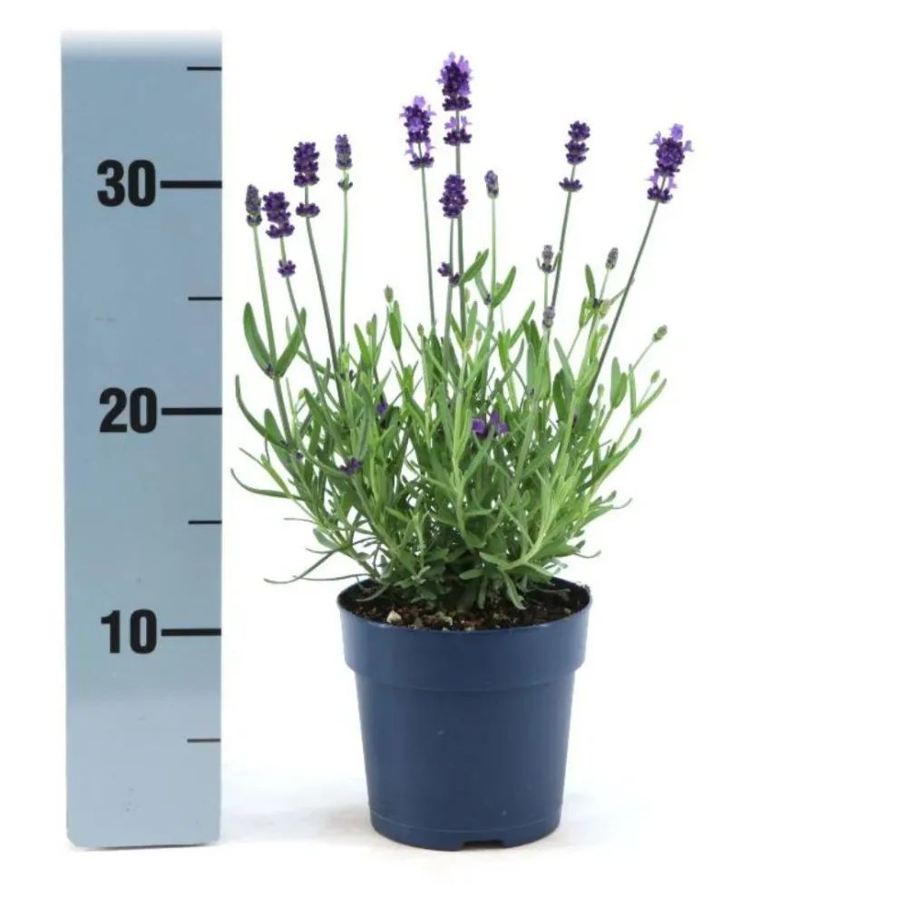 Lavanda angustifolia Felice® set da 6 - 12 cm - Pianta da fiore da esterno