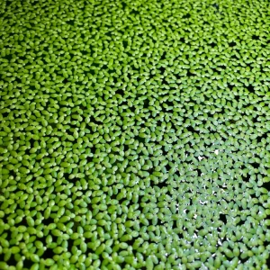 Lemna Minor pianta galleggiante antialghe