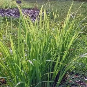 Lemongrass (Cymbopogon citratus) – Pianta aromatica al profumo di limone