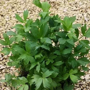 Levistico (Sedano di monte) – Pianta aromatica perenne dal profumo intenso