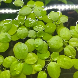 Limnobium Laevigatum pianta galleggiante