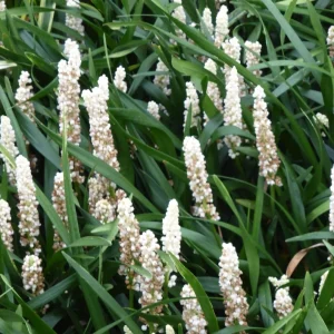 Liriope muscari ‘Monroe White’ – Pianta ornamentale fiori bianchi