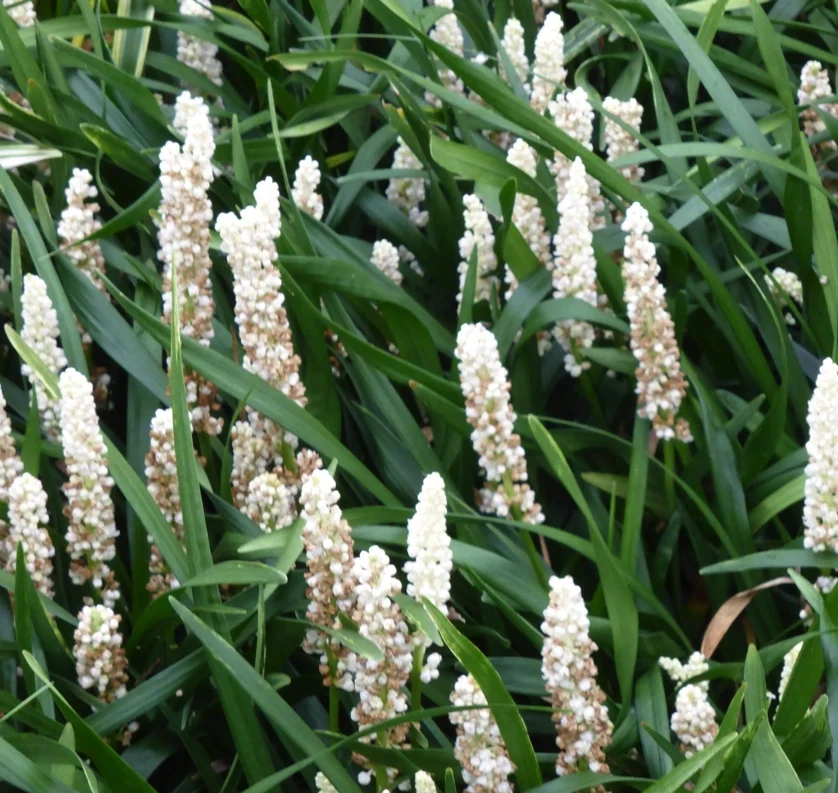 Liriope muscari ‘Monroe White’ – Pianta ornamentale fiori bianchi