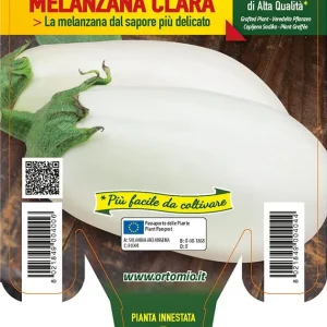Melanzana bianca Clara F1 - 1 pianta innestata v.14 cm - Orto Mio
