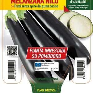 Melanzana lunga nera Innestata su Pomodoro - 1 pianta v.14 cm - Orto Mio