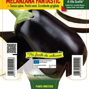 Melanzana ovale Fantastic F1 - 1 pianta innestata v.14 cm - Orto Mio