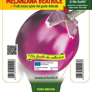 Melanzana tonda lilla Beatrice F1 - 1 pianta innestata v.14 cm - Orto Mio