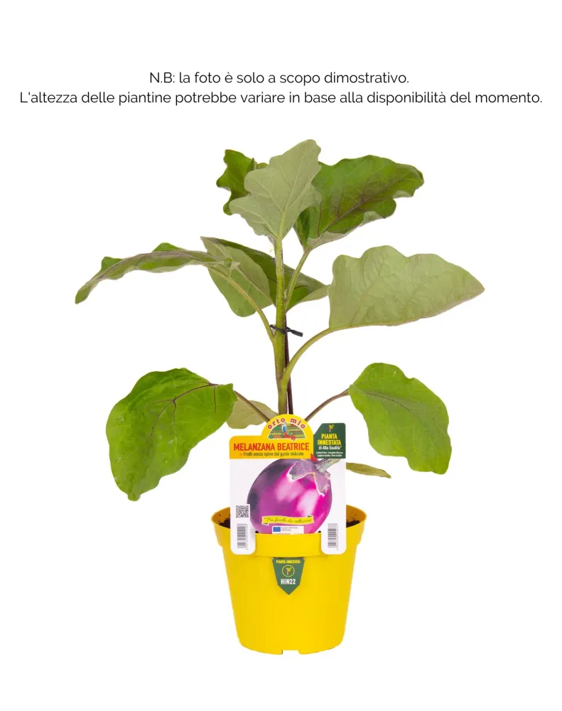 Melanzana tonda lilla Beatrice F1 - 1 pianta innestata v.14 cm - Orto Mio