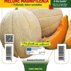 Melone retato con fetta Magnificenza F1 - 1 pianta innestata v.14 cm - Orto Mio