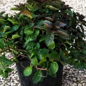 Menta bergamotto – Pianta aromatica perenne al profumo agrumato