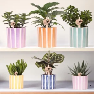 Mix di piante verdi con vasi decorativi