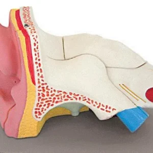Modellino anatomico orecchio - 5 parti