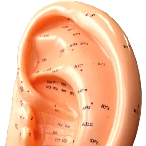 Modello Anatomico per l'Agopuntura - Orecchio - DA107