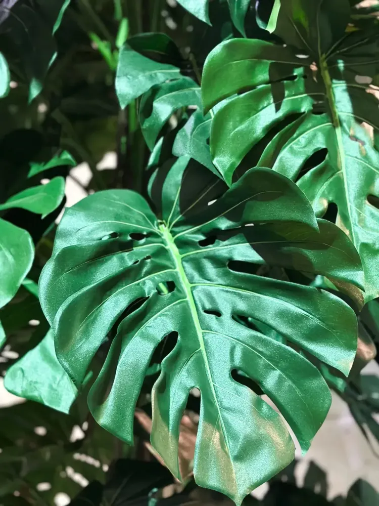Monstera artificiale - Chris | 280 cm