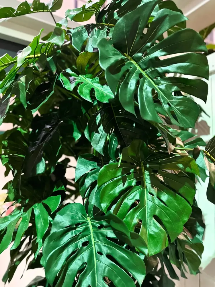 Monstera artificiale - Chris | 280 cm