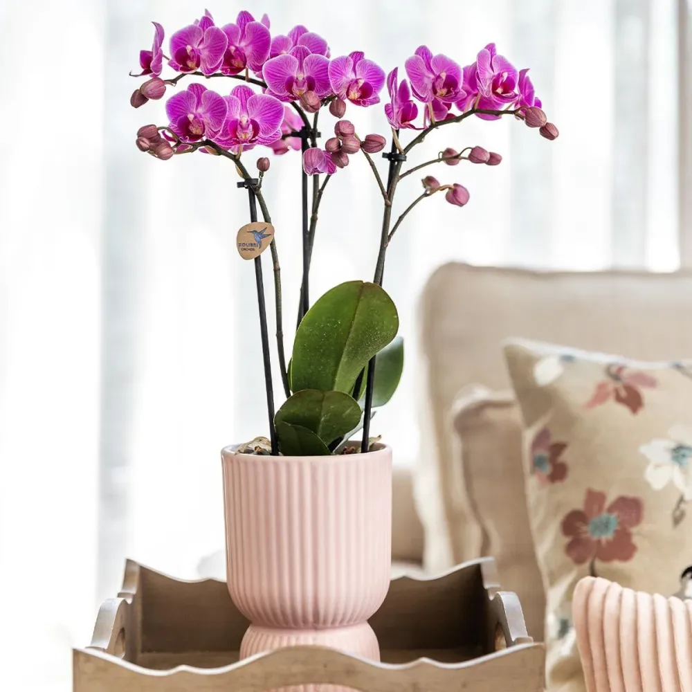 Offerta combinata - Vasi decorativi Diabolo Rose