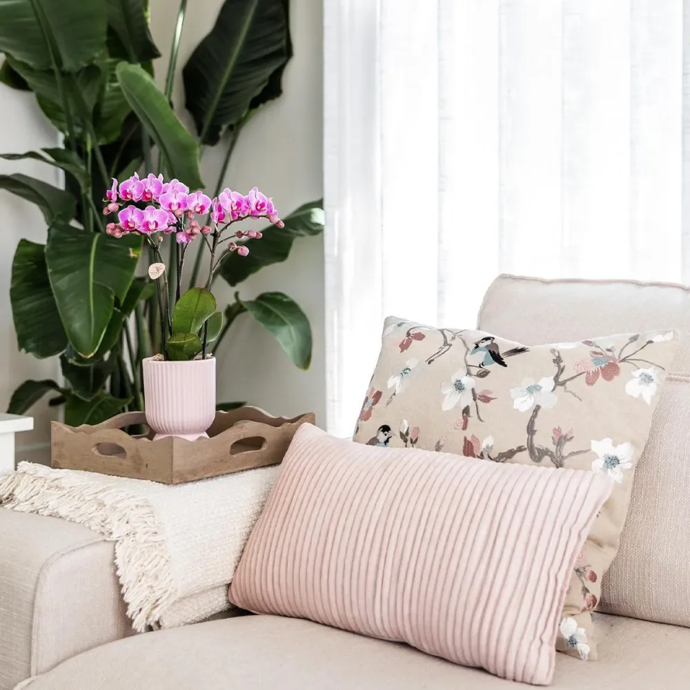 Offerta combinata - Vasi decorativi Diabolo Rose