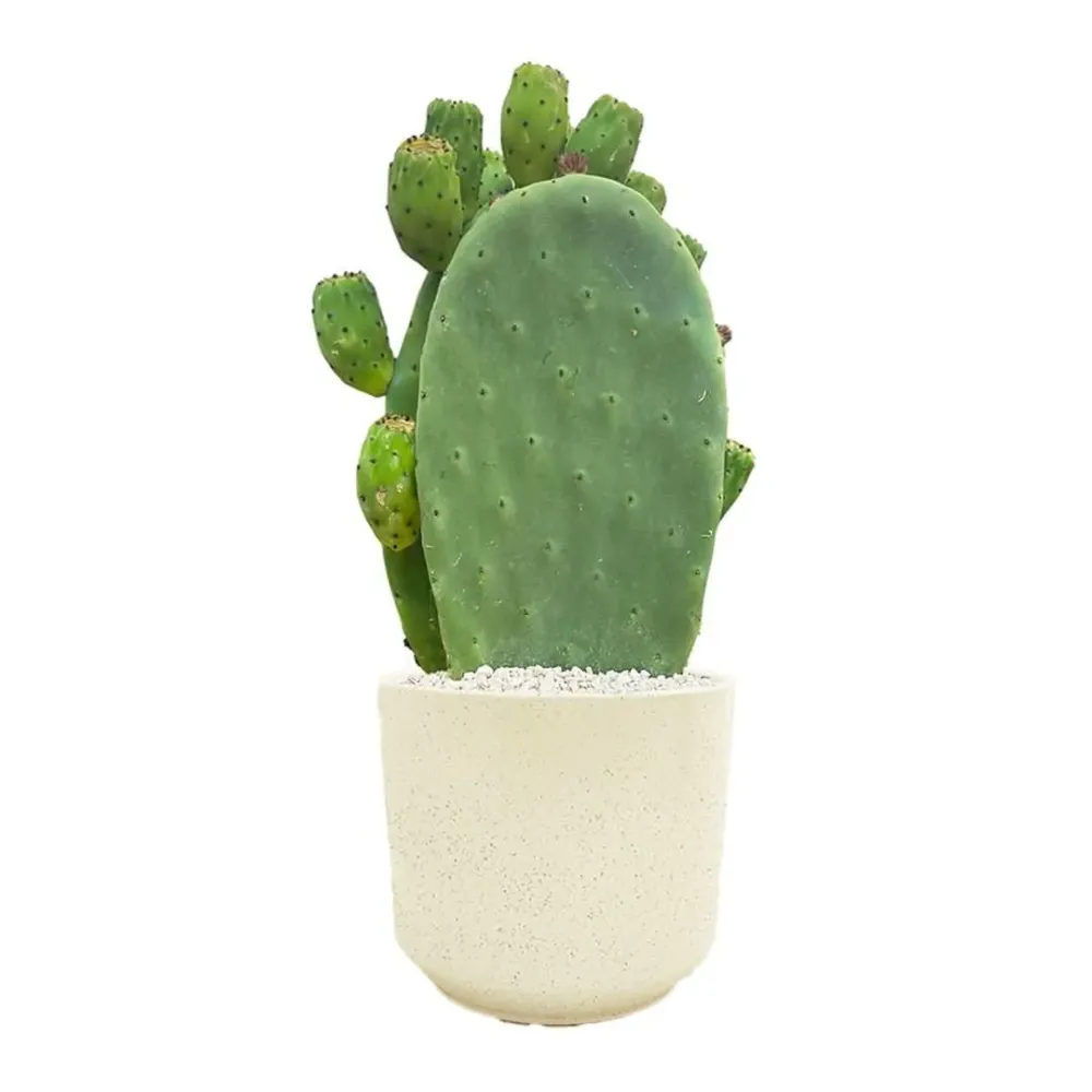 Opuntia Fico d'India Altezza Pianta 50 cm