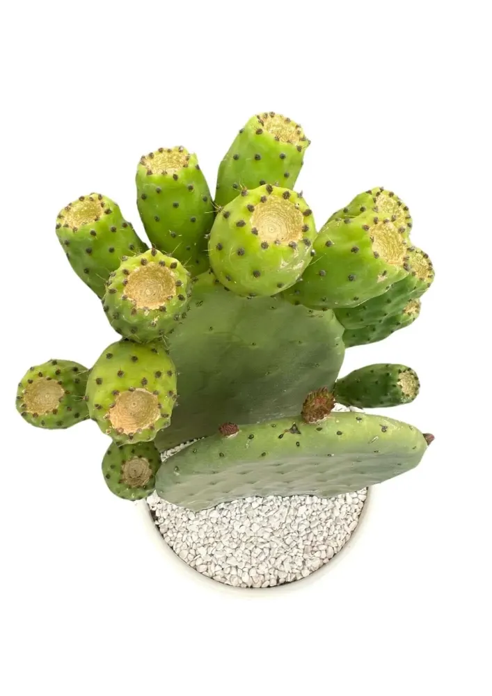 Opuntia Fico d'India Altezza Pianta 50 cm