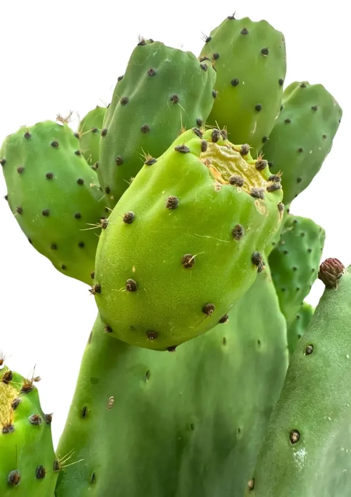 Opuntia Fico d'India Altezza Pianta 50 cm