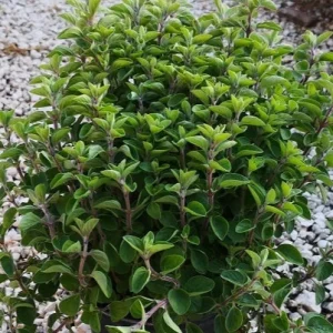 Origano (Origanum vulgare) – Pianta aromatica perenne mediterranea
