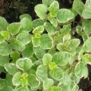 Origano Variegato – Pianta aromatica decorativa con fogliame bicolore e profumo mediterraneo